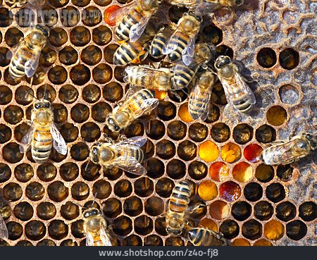 
                Honigbiene, Honigwabe                   