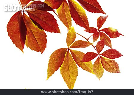 
                Weinblatt, Herbstblatt, Laubfärbung                   