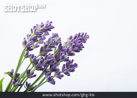 
                Lavendel                   