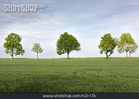 
                Feld, Bäume, Baumreihe                   