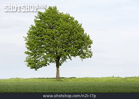 
                Baum, Laubbaum                   