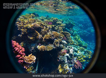 
                Koralle, Rotes Meer                   