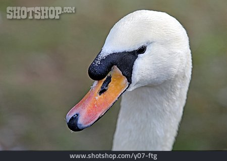
                Swan, Swan Head                   