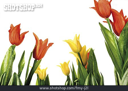 
                Tulpe, Kunstblume                   
