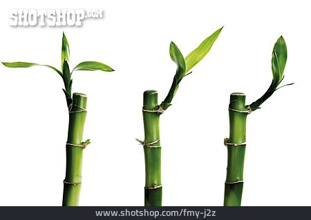 
                Bambus, Austrieb                   