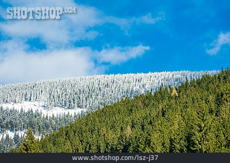 
                Nadelwald, Riesengebirge, Schneegrenze                   