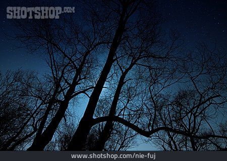 
                Bäume, Nachthimmel                   