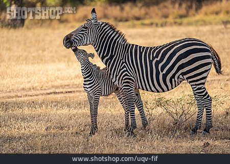 
                Jungtier, Zebra                   