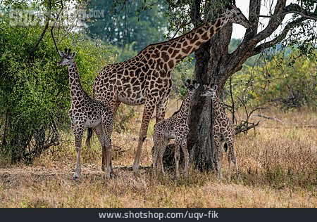 
                Tierjunges, Giraffe, Muttertier                   