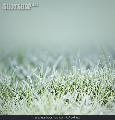 
                Grass, Frost, Rime                   