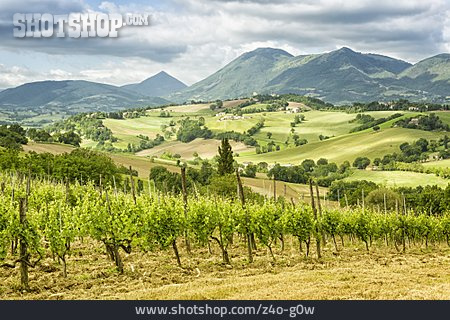 
                Weinanbaugebiet, Marken, Macerata                   