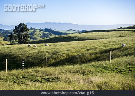 
                Neuseeland, Schafweide, Matamata-piako District                   