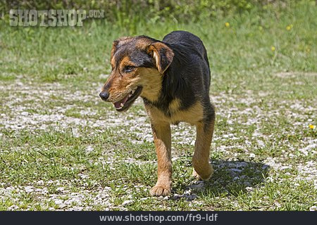 
                Mischlingshund                   