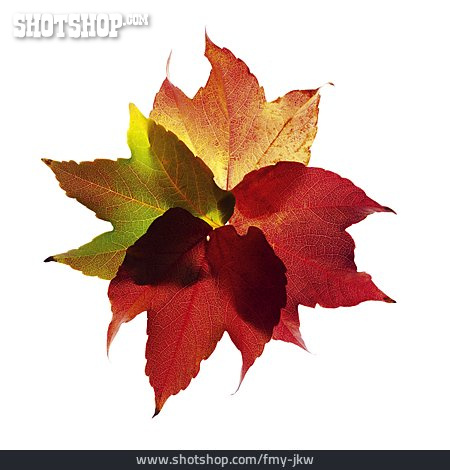
                Weinblatt, Herbstfärbung                   