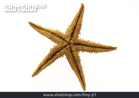 
                Starfish                   