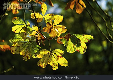 
                Rosskastanie, Herbstfärbung                   