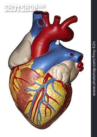 
                Medizin, Herz, Anatomie                   