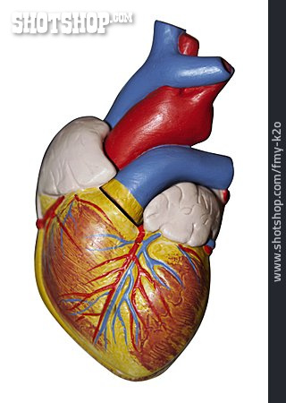 
                Herz, Modell, Anatomie                   