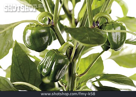 
                Paprika, Paprikapflanze                   
