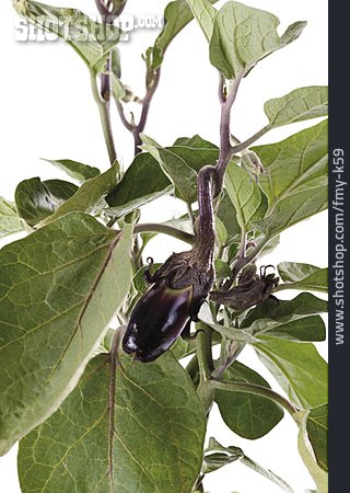 
                Aubergine, Eierpflanze                   