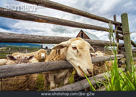 
                Viehzucht, Schafherde                   
