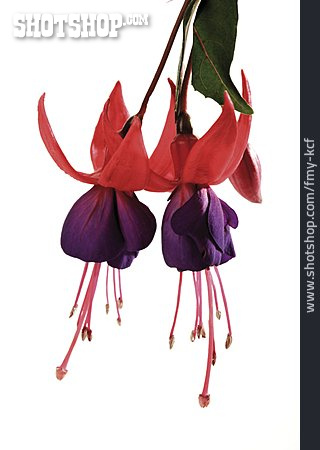 
                Fuchsie, Fuchsienblüte                   