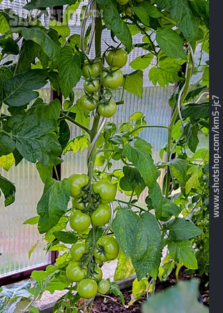 
                Gewächshaus, Tomatenpflanze                   