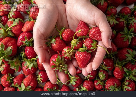 
                Erdbeeren, Erdbeerernte                   