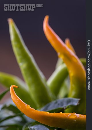 
                Chili, Chilipflanze                   