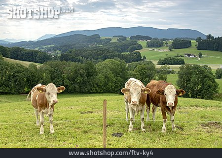 
                Kühe, Milchwirtschaft, Oberbayern                   