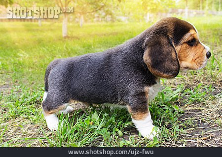 
                Welpe, Beagle                   
