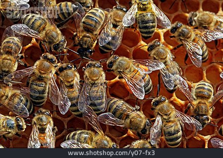 
                Bienenstock, Honigbiene                   