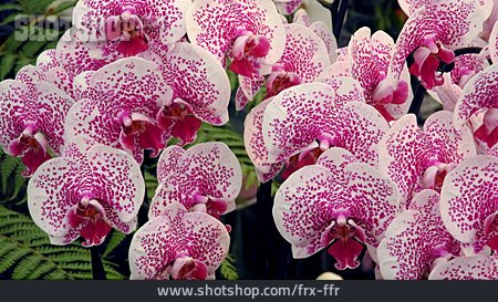 
                Orchideen                   