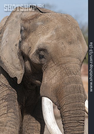 
                Elefant, Afrikanischer Elefant                   