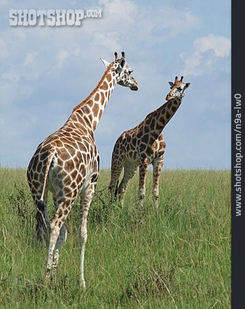 
                Uganda-giraffe                   