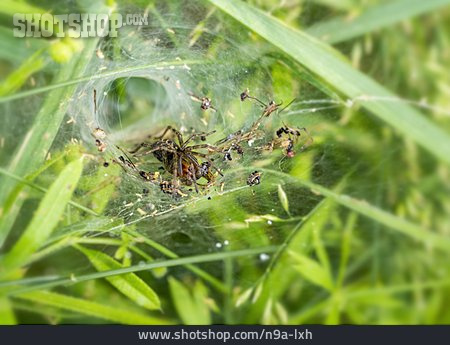 
                Spinnennetz, Trichterspinne                   