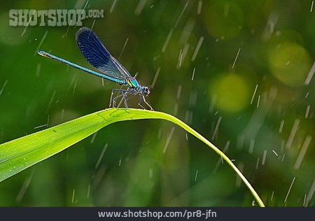 
                Prachtlibelle, Blauflügel-prachtlibelle                   