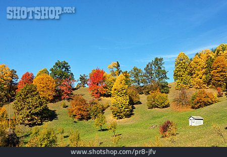 
                Bäume, Herbstfärbung                   