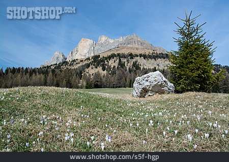
                Dolomites, Rose Garden Group                   