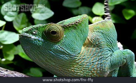 
                Reptil, Chameleon                   