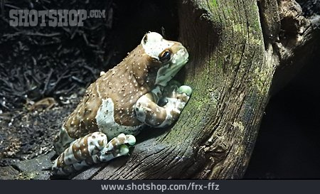 
                Baumhöhlen-krötenlaubfrosch                   