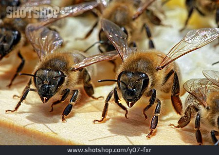 
                Honigbiene                   