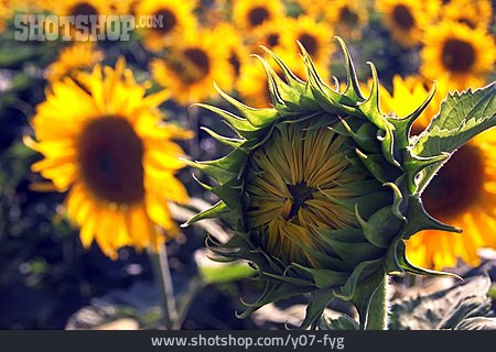 
                Sonnenblume, Knospe                   