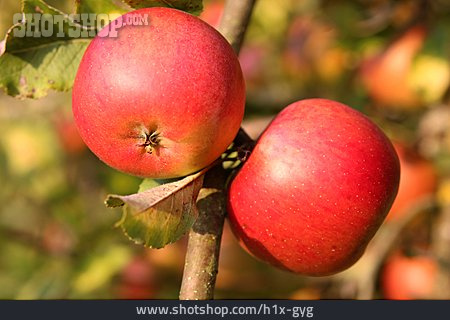 
                Apfel, Obstbaum                   