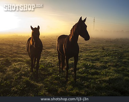 
                Pferde, Pferdekoppel, Morgennebel                   