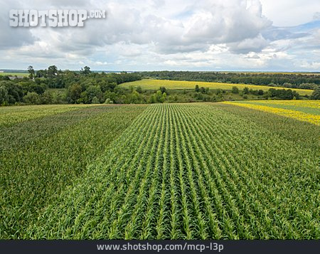 
                Landwirtschaft, Maisfeld, Kulturlandschaft                   
