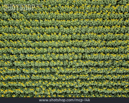 
                Sonnenblumenfeld, Reihen                   