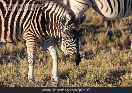 
                Bergzebra                   