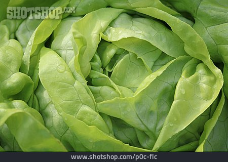
                Grüner Salat, Blattsalat                   