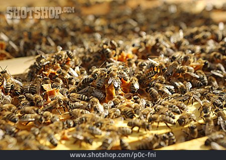 
                Bienenstock, Honigbienen                   